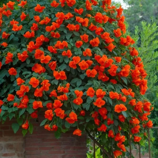 Trumpetvinda - Campsis taglibuana 'Mme Galen' - Höjd 110-120cm - ⌀17cm