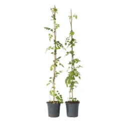 Outlet Trumpetvinda - Set om 2 - Campsis radicans - Höjd 110-120cm - ⌀17cm Trädgårdsväxter