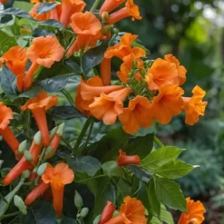 Outlet Trumpetvinda - Set om 2 - Campsis radicans - Höjd 110-120cm - ⌀17cm Trädgårdsväxter