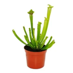 Clearance Tubular växt - Sarracenia leucophylla - Köttätande växt - Top 9cm Krukväxter Inomhus
