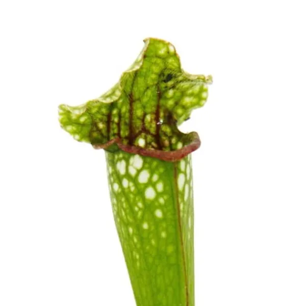 Clearance Tubular växt - Sarracenia leucophylla - Köttätande växt - Top 9cm Krukväxter Inomhus