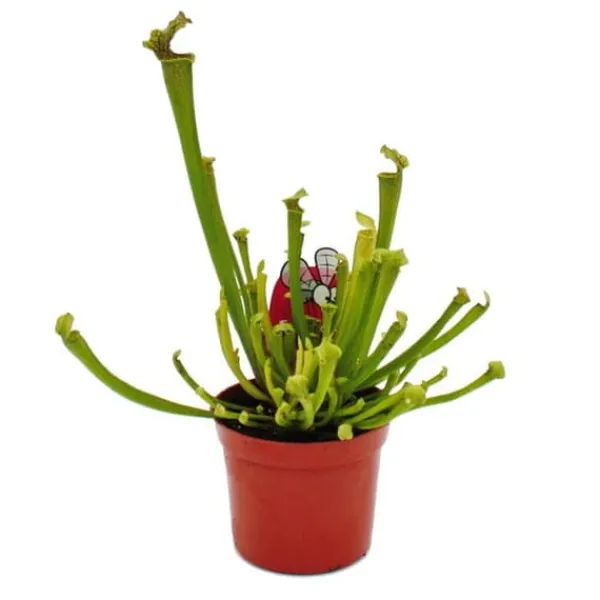 Online Tubularväxt - Sarracenia farnhamii - Köttätande växt - Kruka 9cm Krukväxter Inomhus