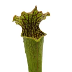 Online Tubularväxt - Sarracenia farnhamii - Köttätande växt - Kruka 9cm Krukväxter Inomhus