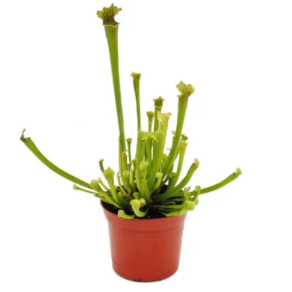 Online Tubularväxt - Sarracenia farnhamii - Köttätande växt - Kruka 9cm Krukväxter Inomhus