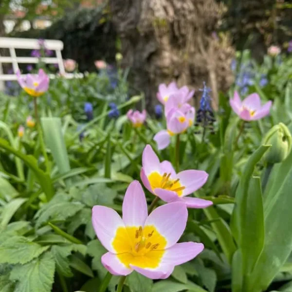 Tulpanlökar - Set om 100 - Tulipa bakeri 'Lilac Wonder' - Blomlökar - Flerfärgad