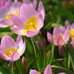 Tulpanlökar - Set om 100 - Tulipa bakeri 'Lilac Wonder' - Blomlökar - Flerfärgad
