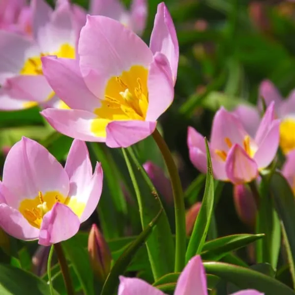 Tulpanlökar - Set om 100 - Tulipa bakeri 'Lilac Wonder' - Blomlökar - Flerfärgad