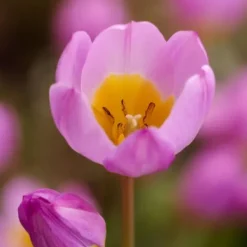 Tulpanlökar - Set om 100 - Tulipa bakeri 'Lilac Wonder' - Blomlökar - Flerfärgad
