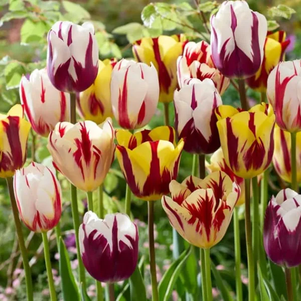 Discount Tulpanlökar - Set om 60 - Tulipa 'Flaming Beauty Mix' - Blomlökar - Flerfärgad Fröer & Lökar