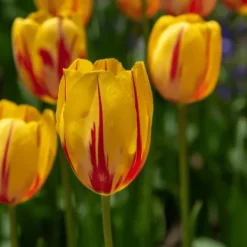 Discount Tulpanlökar - Set om 60 - Tulipa 'Flaming Beauty Mix' - Blomlökar - Flerfärgad Fröer & Lökar
