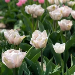 Tulpanlökar - Set om 15 - Tulipa 'Dreamer' - Blomlökar - Rosa Fröer & Lökar