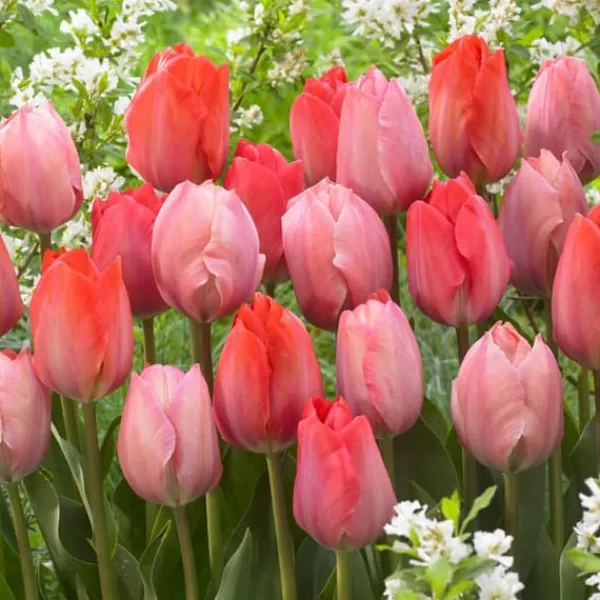 Clearance Tulpanlökar - Set om 80 - Tulipa 'Salmon', 'Van Eijk' - Blomlökar - Röd Fröer & Lökar