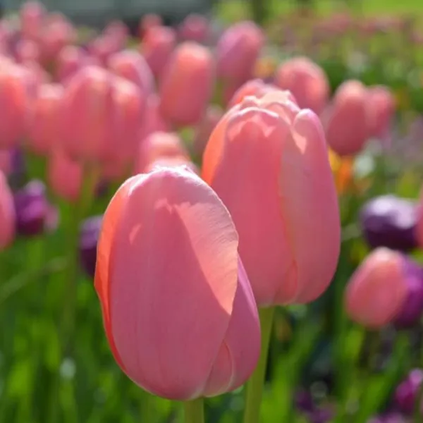 Clearance Tulpanlökar - Set om 80 - Tulipa 'Salmon', 'Van Eijk' - Blomlökar - Röd Fröer & Lökar