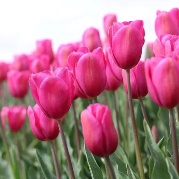 New Tulpanlökar - Set om 35 - Tulipa 'Pastel' - Blomlökar - Flerfärgad Fröer & Lökar