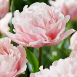 Tulpanlökar - Set om 25 - Tulipa 'Dreamer' - Blomlökar - Rosa