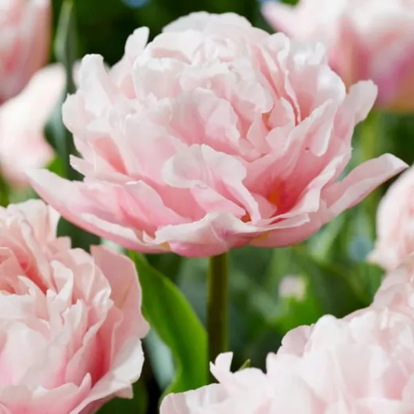 Tulpanlökar - Set om 25 - Tulipa 'Dreamer' - Blomlökar - Rosa