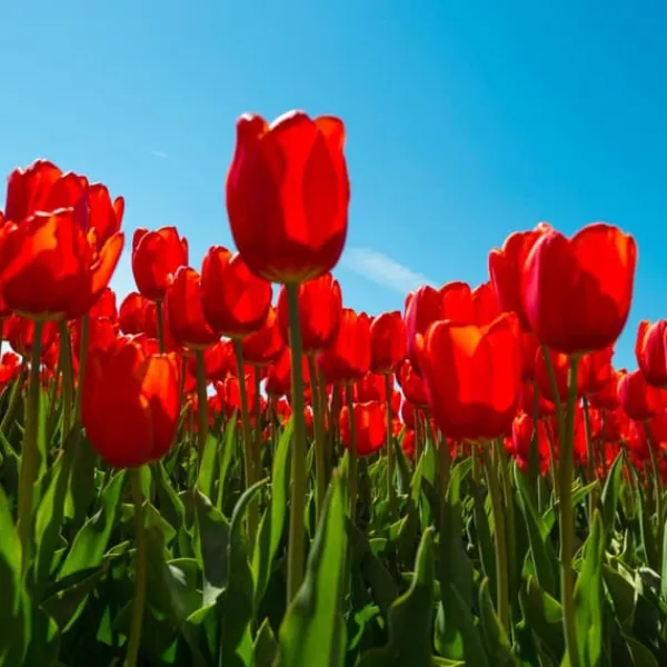 Tulpanlökar - Set om 14 - Tulipa 'Red Impression' - Blomlökar - Röd