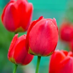 Tulpanlökar - Set om 14 - Tulipa 'Red Impression' - Blomlökar - Röd