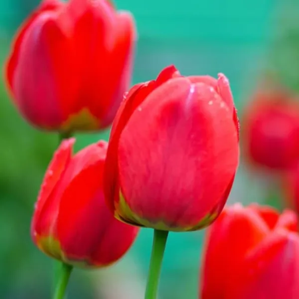 Tulpanlökar - Set om 14 - Tulipa 'Red Impression' - Blomlökar - Röd