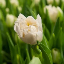 Tulpanlökar - Set om 21 - Tulipa 'Northcap' - Blomlökar - Geel