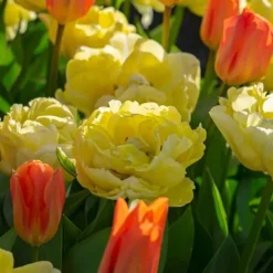 Tulpanlökar - Set om 21 - Tulipa 'Avant Garde' - Blomlökar - Geel