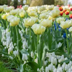Tulpanlökar - Set om 21 - Tulipa 'Avant Garde' - Blomlökar - Geel