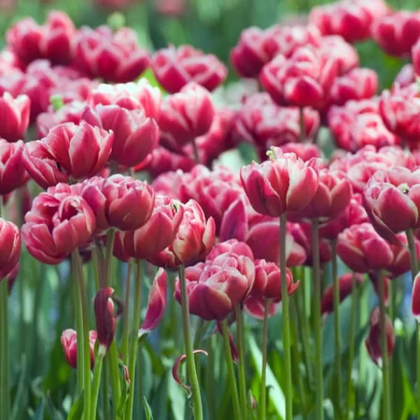 New Tulpanlökar - Sæt om 15 - Tulipa 'Drumline' - Blomlökar Fröer & Lökar