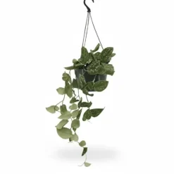 Två Scindapsus Pictus Växter Ø15 cm Höjd ca 20 cm