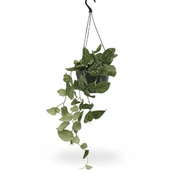 Två Scindapsus Pictus Växter Ø15 cm Höjd ca 20 cm