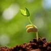 Universellt jordsubstrat för sådd av blommor 5l
