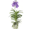 Online Vanda orkidé - Vanda 'Magic Royal Blue' - Höjd 55-65cm Krukväxter Inomhus