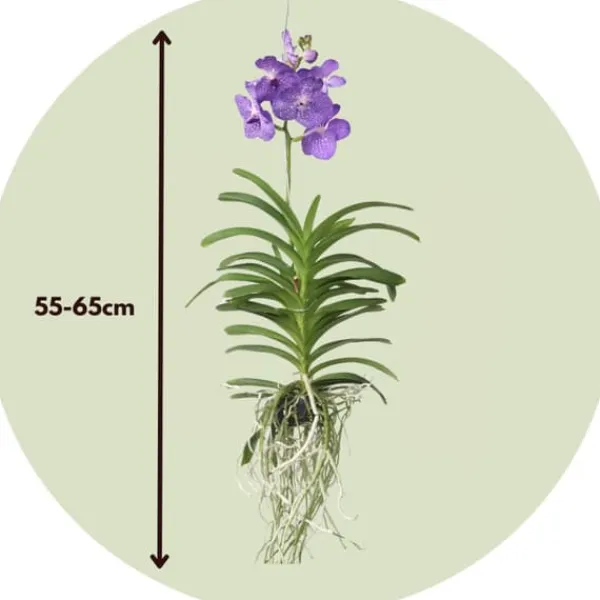 Online Vanda orkidé - Vanda 'Magic Royal Blue' - Höjd 55-65cm Krukväxter Inomhus