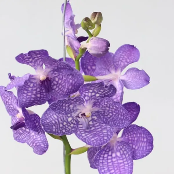 Online Vanda orkidé - Vanda 'Magic Royal Blue' - Höjd 55-65cm Krukväxter Inomhus