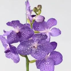 Online Vanda orkidé - Vanda 'Magic Royal Blue' - Höjd 55-65cm Krukväxter Inomhus