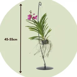 Vanda orkidé - Vanda 'Pink' - Höjd 45-55cm