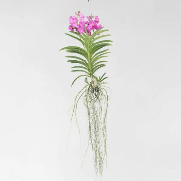 Vanda orkidé - Vanda 'Pink' - Höjd 45-55cm