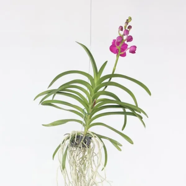 Vanda orkidé - Vanda 'Pink' - Höjd 55-65cm