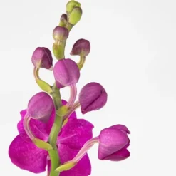 Vanda orkidé - Vanda 'Pink' - Höjd 55-65cm