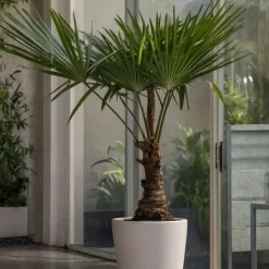 Väderkvarnspalm - Set om 2 - Trachycarpus Fortunei - Höjd 65-75cm - ⌀21cm