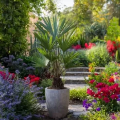 Väderkvarnspalm - Set om 4 - Trachycarpus Fortunei - Höjd 35-45cm - ⌀15cm