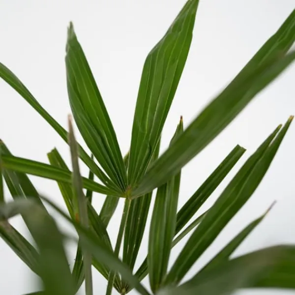 Väderkvarnspalm - Set om 4 - Trachycarpus Fortunei - Höjd 35-45cm - ⌀15cm