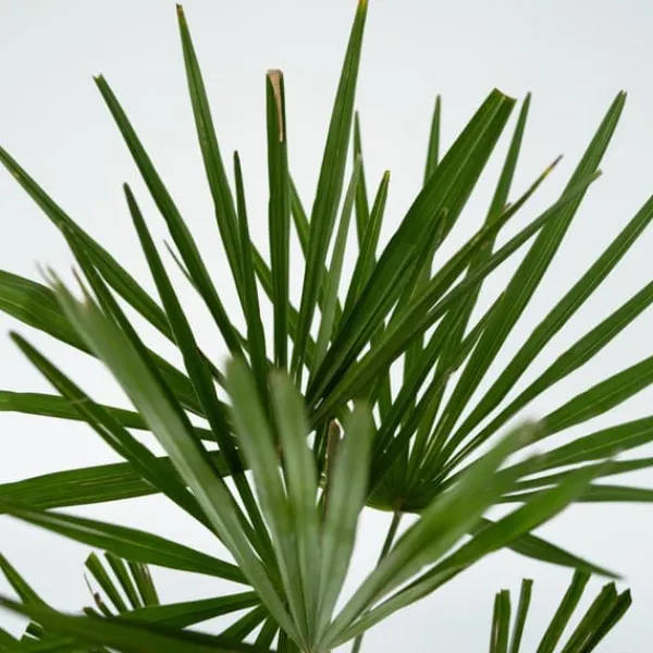 Väderkvarnspalm - Set om 4 - Trachycarpus Fortunei - Höjd 35-45cm - ⌀15cm