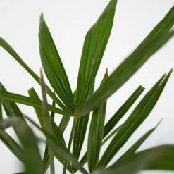 Väderkvarnspalm - Trachycarpus Fortunei - Höjd 35-45cm - ⌀15cm