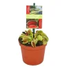 Online Venus flugfälla - Dionaea muscipula - kruka på 9cm Krukväxter Inomhus