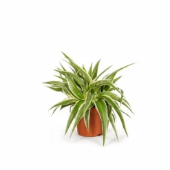 Best Överraskningslåda Ø12 cm × 25 cm, set om 6 st Krukväxter Inomhus