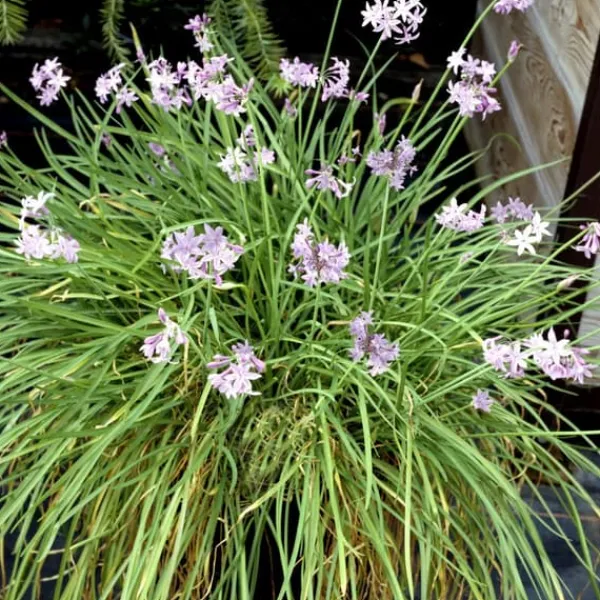Vild vitlök - Set om 3 - Tulbaghia violacea - Höjd 15-25cm - ⌀9cm Krukväxter Inomhus