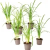 Vild vitlök - Set om 6 - Tulbaghia violacea - Höjd 15-25cm - ⌀9cm