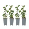 Vinbärsväxt - Set om 4 - Ribes rubrum 'Jonkheer van Tets' - Höjd 50-60cm - ⌀15cm