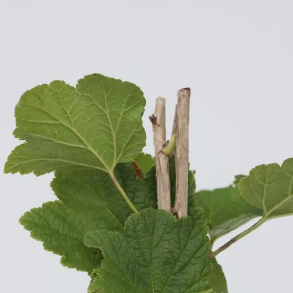 Vinbärsväxt - Set om 4 - Ribes rubrum 'Jonkheer van Tets' - Höjd 50-60cm - ⌀15cm