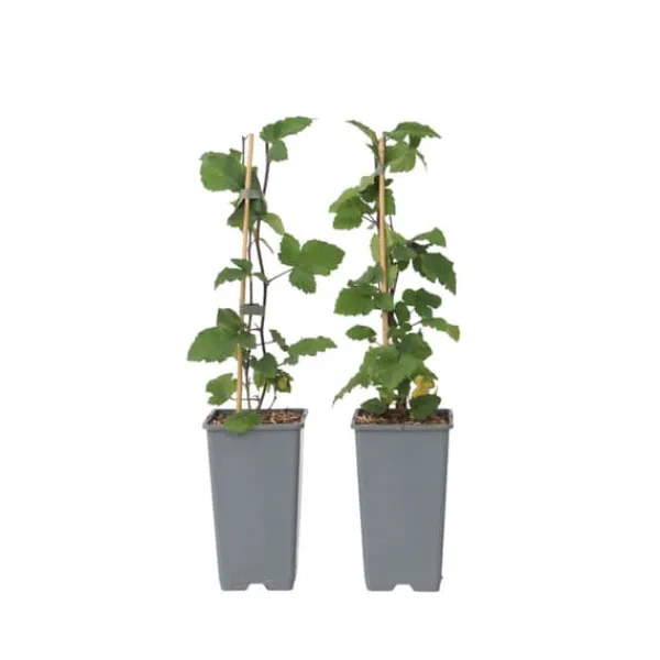 Vinbärsväxt - Set om 2 - Ribes rubrum 'Jonkheer van Tets' - Höjd 50-60cm - ⌀15cm